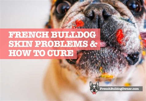Diagram illustrating the anatomical features of a French Bulldog that contribute to skin issues, such as skin folds and ear canals.