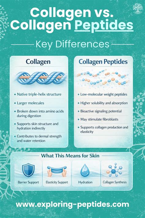 Infographic comparing collagen and collagen peptides