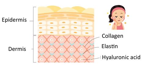 Diagram illustrating the different parts of the body where collagen is found, such as skin, bones, muscles, and organs.