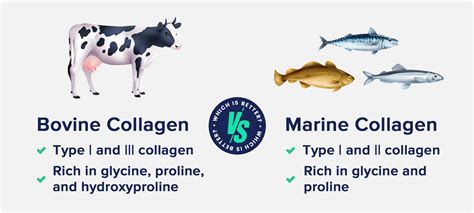 Comparison table highlighting the key differences between marine and bovine collagen, including source, primary collagen types, bioavailability, and potential benefits.