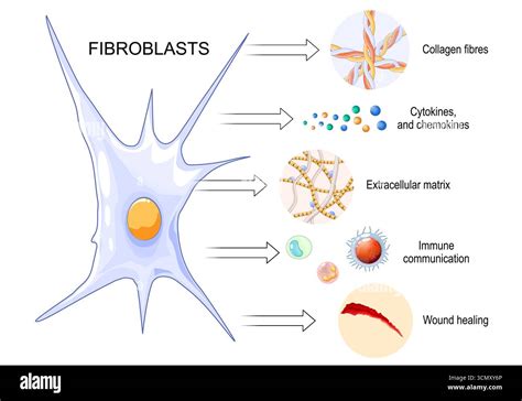 Diagram illustrating the process of PLLA stimulating fibroblast activity and collagen production in the dermis.