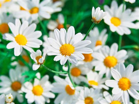 close-up photo of chamomile flowers