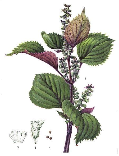 Illustration of Perilla frutescens leaves and flowers, highlighting serrated edges and opposite arrangement.