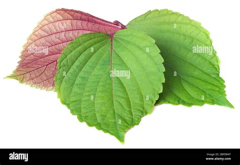 A vibrant selection of fresh perilla leaves, showcasing both green and red varieties.