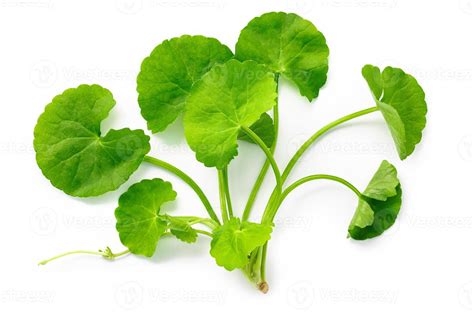 Close-up photograph of Centella Asiatica leaves.