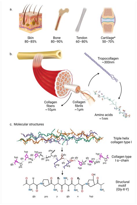 Collagen structure and distribution in the human body