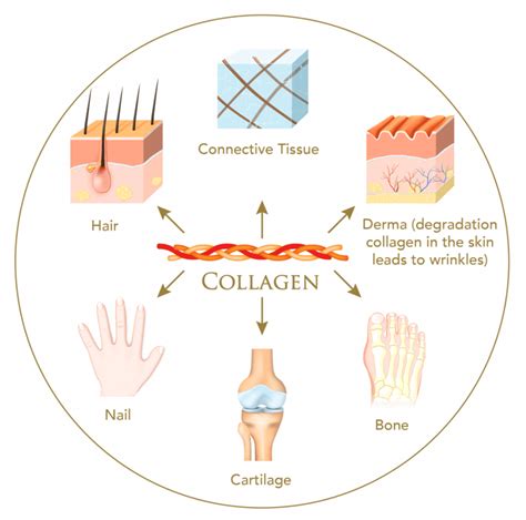 Diagram illustrating how radiofrequency energy penetrates the skin layers to stimulate collagen production.