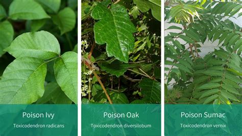Comparison chart illustrating the differences between poison ivy, poison oak, poison sumac, and Virginia creeper leaves and growth habits.