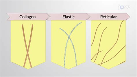 Diagram illustrating the three main types of protein fibers found in connective tissue: collagen, elastic, and reticular.