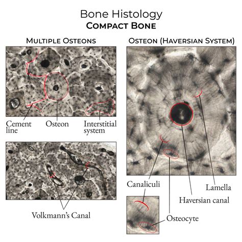 Cross-section of compact bone showing osteons, Haversian canals, and lamellae.