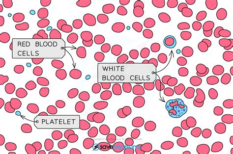 Micrograph of blood, showing red blood cells, white blood cells, and platelets within plasma.