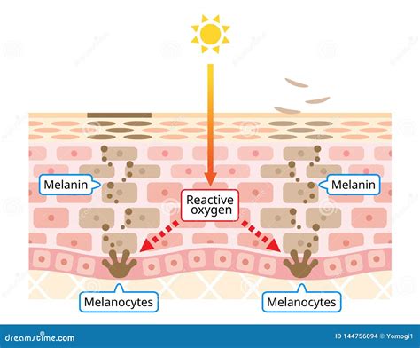 Diagram illustrating how UV rays stimulate melanocytes to produce melanin, leading to skin darkening.