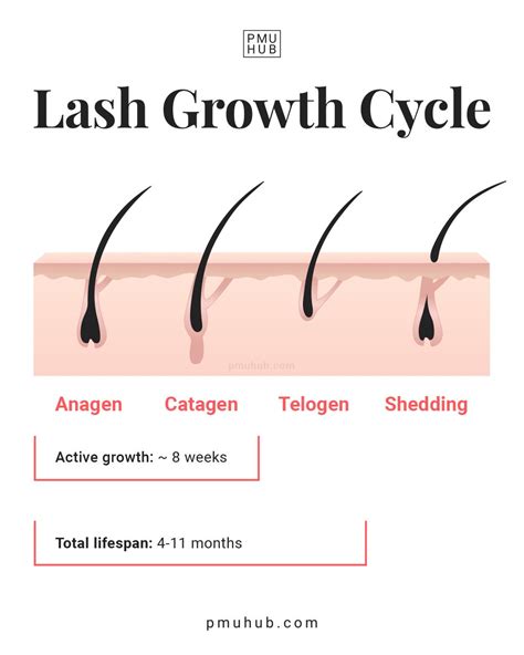 Infographic illustrating the lash growth cycle and how the serum intervenes to extend the growth phase.