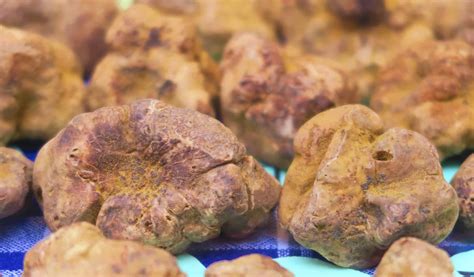 A close-up shot of luxurious white truffle mushrooms
