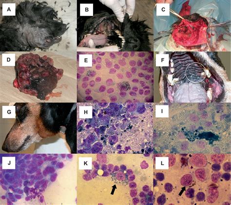 Diagram illustrating the different stages of oral melanoma in dogs, highlighting tumor size and lymph node involvement.