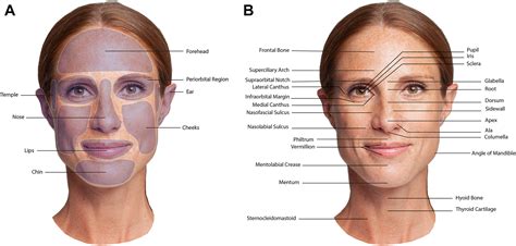 Infographic illustrating anatomical differences in facial structure across various ethnicities.