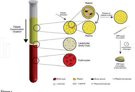 Microscopic view of platelets and growth factors in PRP