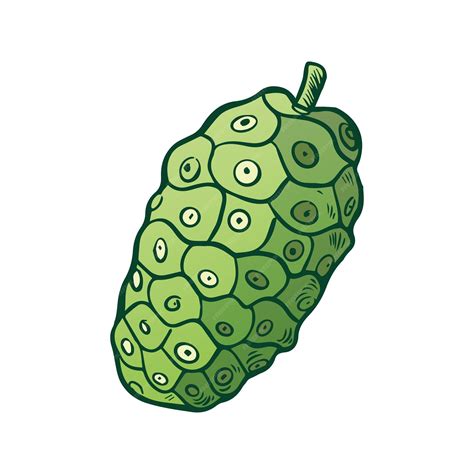 Illustration of the Noni fruit and its nutritional components