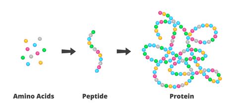 Schematic representation of peptide chains interacting with skin cells to promote collagen synthesis and reduce wrinkle depth.