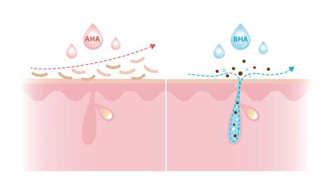 Diagram showing the mechanism of AHAs on skin cells