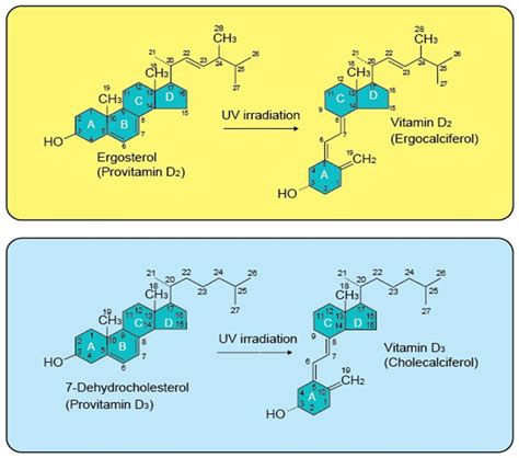 Diagram illustrating the chemical structures of Vitamin D2 and Vitamin D3.