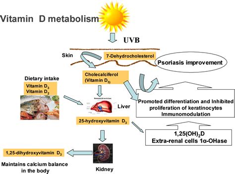 Diagram illustrating how topical vitamin D analogues interact with skin cells.