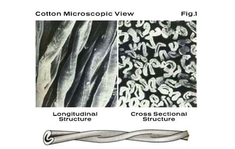 Microscopic view of cotton fibers showing the crystalline and amorphous regions.