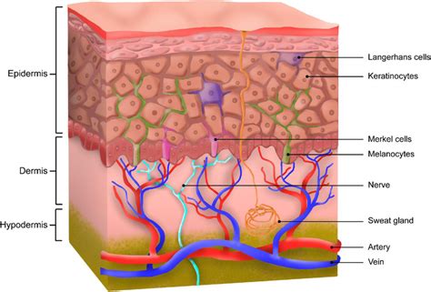 Diagram showing the layers of animal skin, highlighting the dermis (corium) where collagen is abundant.
