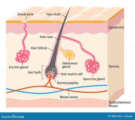 Diagram illustrating the structure of a skin pore, showing the hair follicle and sebaceous gland.