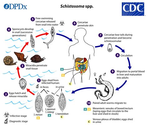 Diagram illustrating the life cycle of the schistosome parasite, showing its stages in snails, birds/mammals, and its release into water.