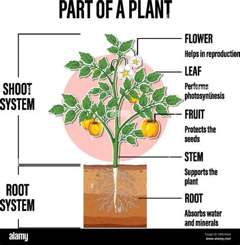 Diagram showing the different parts of a Witch Hazel plant and their active components