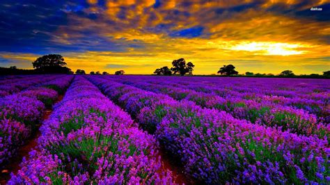 Photo of a lavender field at sunset