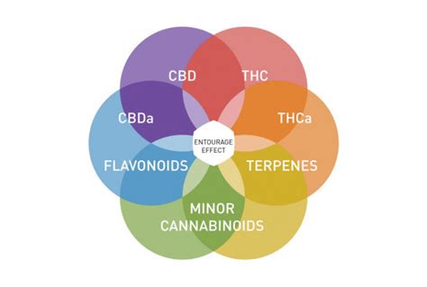 Infographic illustrating the entourage effect in CBD products, showing how cannabinoids, terpenes, and flavonoids interact.