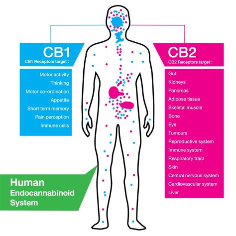 Illustration of the skin's endocannabinoid system with CB1 and CB2 receptors.