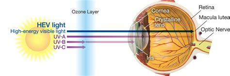 Diagram showing the internal structure of an eye and how UV rays can cause damage to the retina, lens, and cornea.