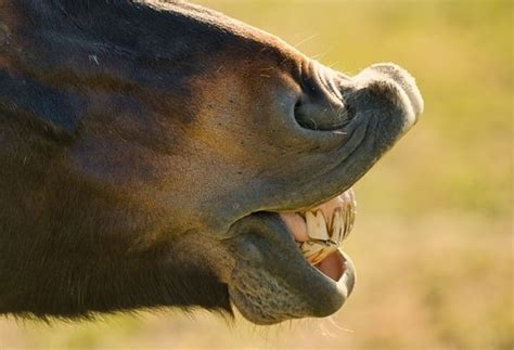A horse exhibiting the Flehmen response, with its upper lip curled back and neck extended.