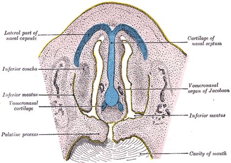 An illustration showing the location of the vomeronasal organ (Jacobson's organ) in a horse's nasal cavity.
