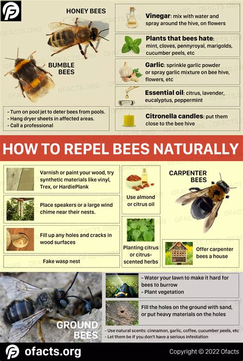 infographic illustrating common natural scents that repel bees