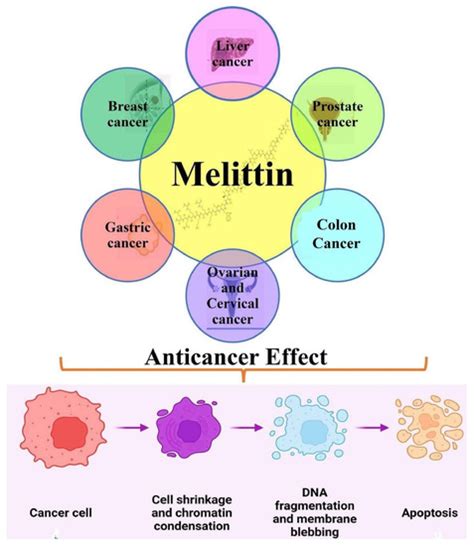 diagram illustrating the molecular structure of melittin and its potential effects