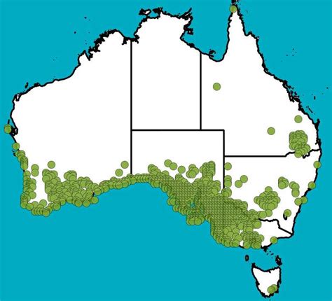 Map of Australia highlighting the native region of the Melaleuca alternifolia tree
