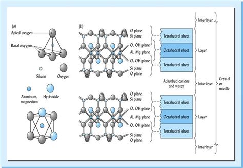 Diagram showing the chemical structure of bentonite clay and its binding properties.