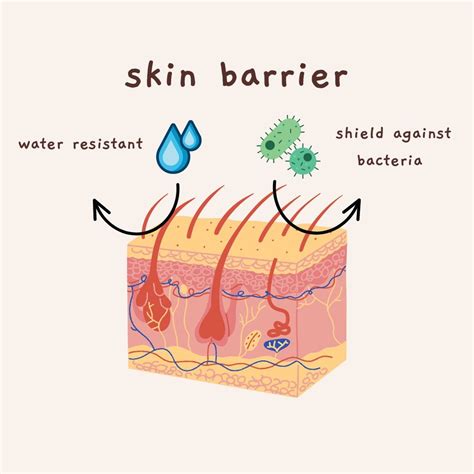 A visual representation of different types of moisturizing ingredients and their functions in the skin barrier.