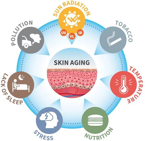 An infographic illustrating the process of free radical damage to skin cells and how antioxidants like Vitamin C neutralize them.