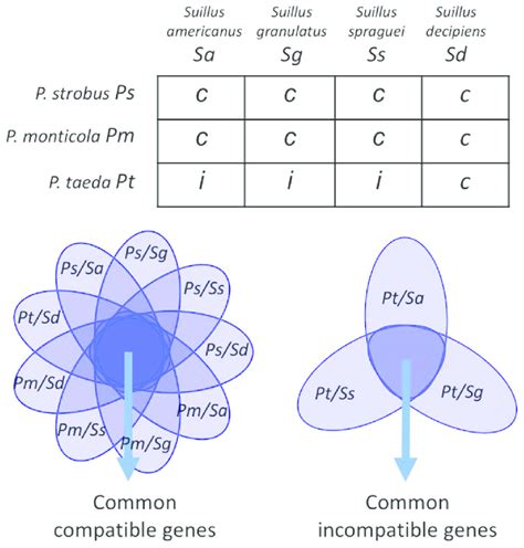 Chart showing compatible and incompatible ingredient pairings with Vitamin C