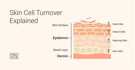 infographic illustrating the process of skin cell turnover and how exfoliation helps create an even surface for fake tan application