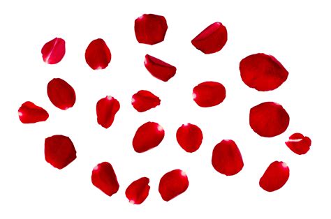 Close-up of Rose Cleansing Milk texture with rose petals