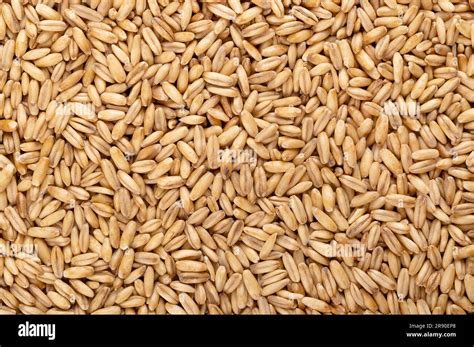 Close-up photo of oat grains and a texture shot of a creamy foot balm.