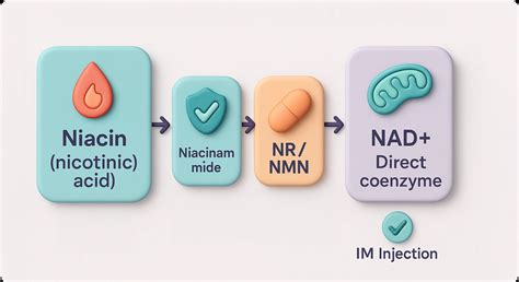 Diagram showing the conversion of Niacinamide to NAD and its cellular benefits.