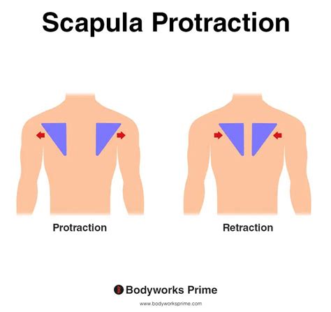 Illustrative diagram of scapular protraction and retraction