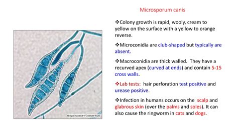 Diagram illustrating the lifecycle of Microsporum canis, the primary cause of ringworm in cats.